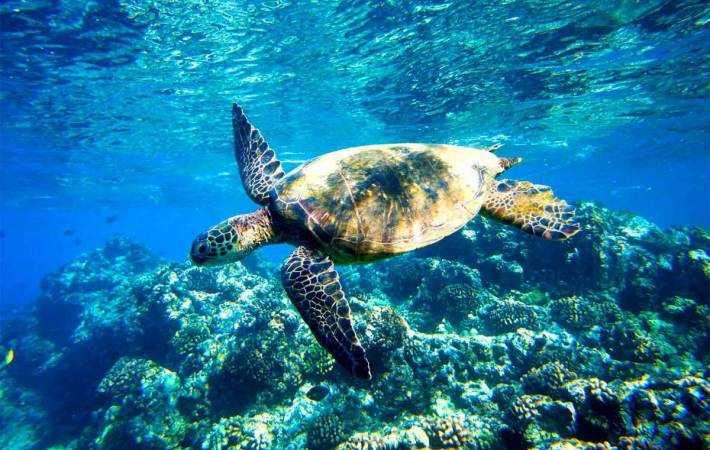manta-adventures-sea-turtle